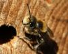 Megachile sp.